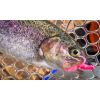 Dipované umelé nástrahy FishUP Baffi Fly 38mm-1,5”/10ks Farba: Light Olive