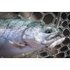 Dipované umelé nástrahy FishUP Pupa 23mm-0,9”/12ks Farba: White