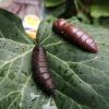 Dipované umelé nástrahy FishUP Pupa 30mm-1,2”/10ks Farba: Dark Olive