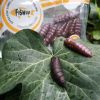 Dipované umelé nástrahy FishUP Pupa 38mm-1,5”/8ks Farba: Light Olive