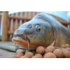 Carp Food Tandem Baits Boilies 18mm/1kg Pure Krill