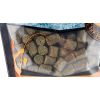 Pelety SPORTS Amur - potápavé Primer 12mm / objem 1kg