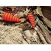 Sumcový podvodný plavák U-Float Tree červený 7cm/15g