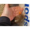 Super Feed - Hook Fatty Pellet - 14mm / 150g Fruit Beast/Ovocná beštia