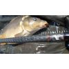 Kaprárske prúty Invictus Carp, 2 diel 366cm / 3,00lbs
