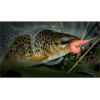 Dipované umelé nástrahy FishUP Tanta 51mm-2,0”/9ks Farba: Light Olive