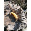 Dipované umelé nástrahy FishUP Tanta 51mm-2,0”/9ks Farba: Dark Olive