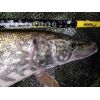 Prívlačové prúty Black Pearl GT-3 2-diel 240cm / 80g baitcast