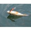 Salmo rybarske voblery Minnow M5F farba M