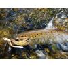 Dipované umelé nástrahy FishUP Scaly FAT 3,2-82mm 8ks farba: Hot Orange