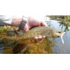 Dipované umelé nástrahy FishUP Scaly FAT 3,2-82mm 8ks farba: Light Olive