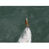 Salmo rybarske voblery Minnow M5F farba HTK
