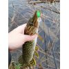 Salmo rybarske voblery Hornet H6S farba HP