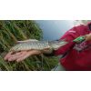 Salmo rybarske voblery SLIDER SD5F farba WE