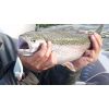 Salmo rybarske voblery SLIDER SD5F farba YS