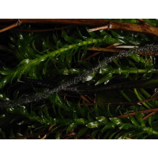 FC Supernatural antitangle tube Camo 2 m